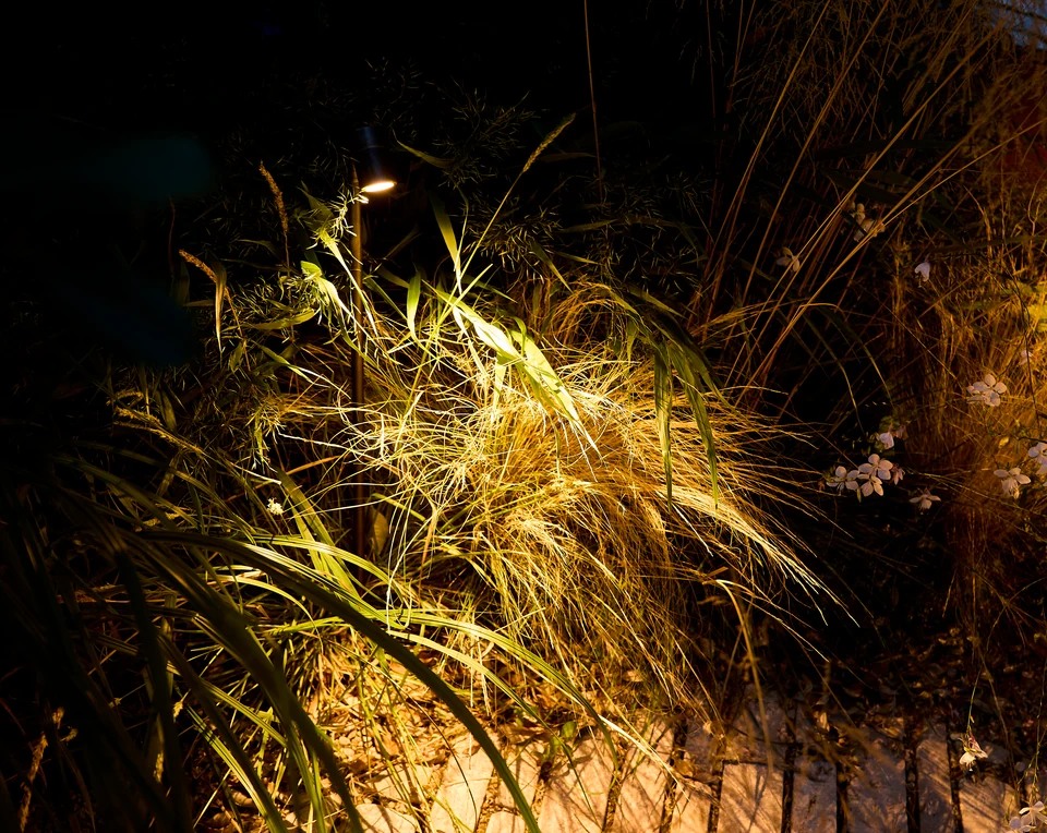 Noctule in the landscape